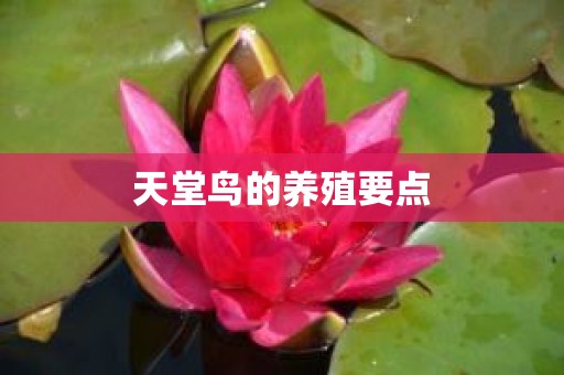 天堂鸟的养殖要点