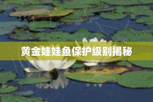 黄金娃娃鱼保护级别揭秘