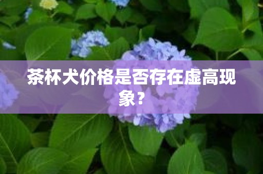 茶杯犬价格是否存在虚高现象？