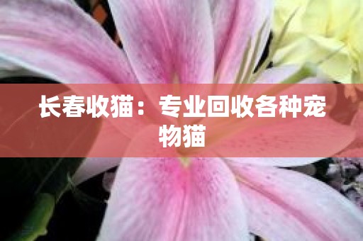 长春收猫：专业回收各种宠物猫
