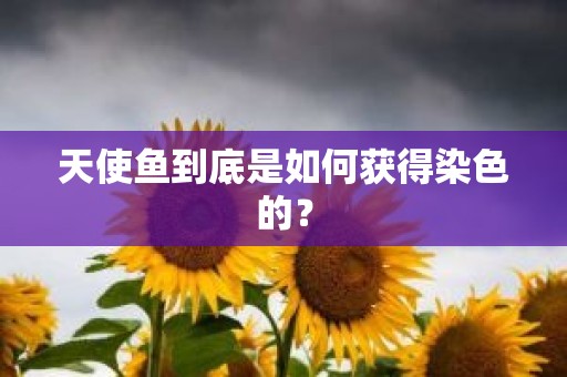天使鱼到底是如何获得染色的？