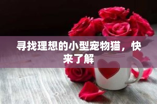 寻找理想的小型宠物猫，快来了解