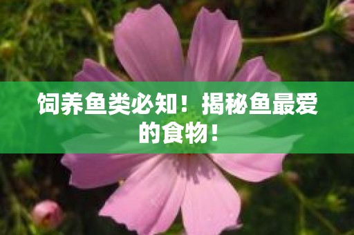 饲养鱼类必知！揭秘鱼最爱的食物！