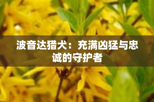 波音达猎犬：充满凶猛与忠诚的守护者