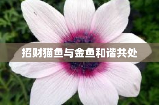 招财猫鱼与金鱼和谐共处