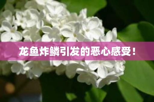 龙鱼炸鳞引发的恶心感受！