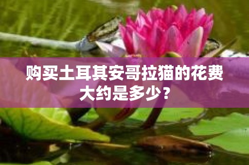 购买土耳其安哥拉猫的花费大约是多少？