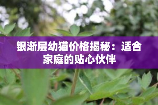 银渐层幼猫价格揭秘：适合家庭的贴心伙伴