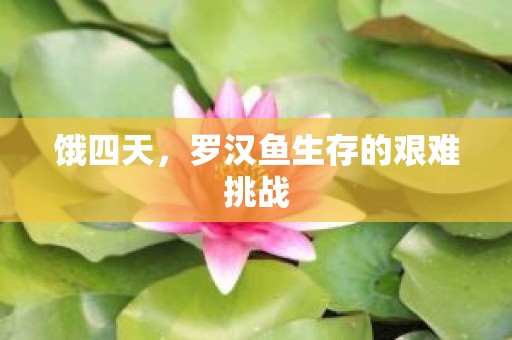 饿四天，罗汉鱼生存的艰难挑战