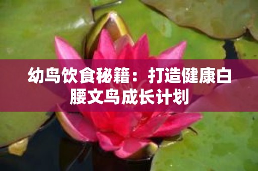 幼鸟饮食秘籍：打造健康白腰文鸟成长计划