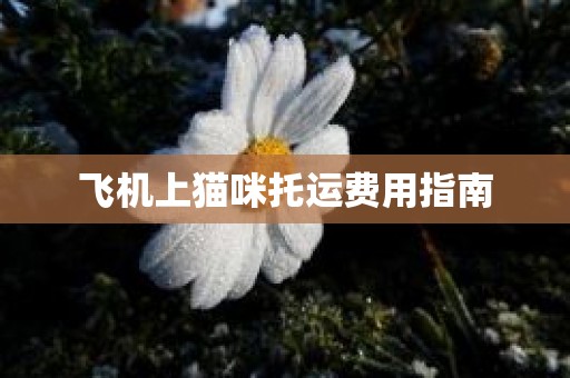 飞机上猫咪托运费用指南