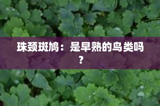 珠颈斑鸠：是早熟的鸟类吗？