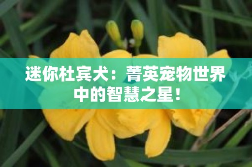 迷你杜宾犬：菁英宠物世界中的智慧之星！