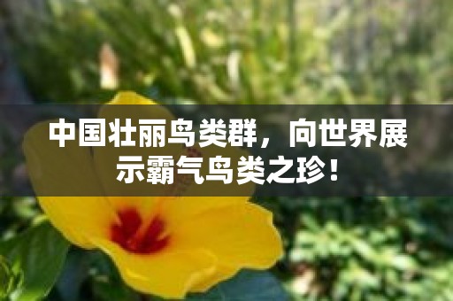 中国壮丽鸟类群，向世界展示霸气鸟类之珍！