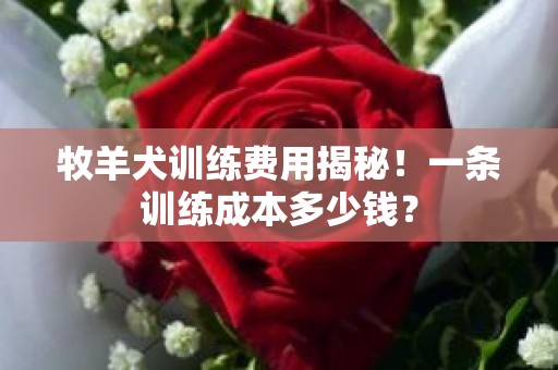 牧羊犬训练费用揭秘！一条训练成本多少钱？