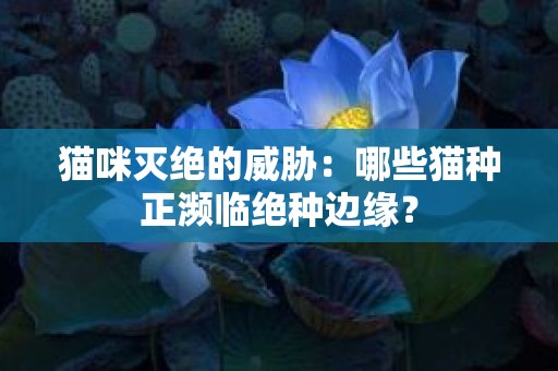 猫咪灭绝的威胁：哪些猫种正濒临绝种边缘？