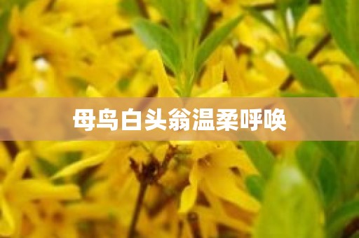 母鸟白头翁温柔呼唤