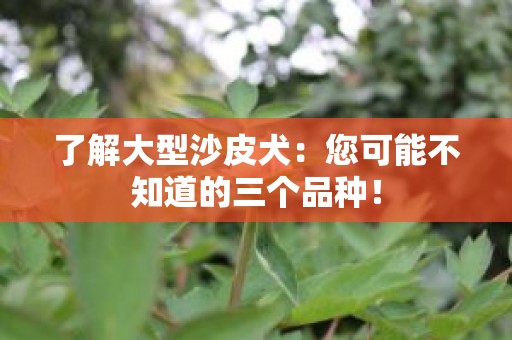 了解大型沙皮犬：您可能不知道的三个品种！