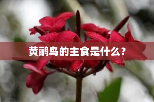 黄鹂鸟的主食是什么？