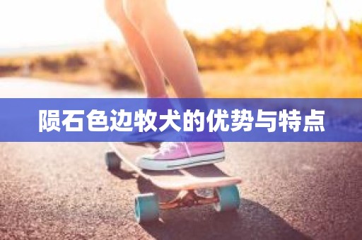 陨石色边牧犬的优势与特点