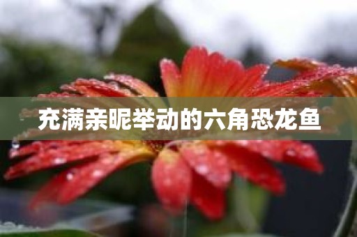 充满亲昵举动的六角恐龙鱼