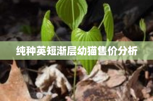 纯种英短渐层幼猫售价分析