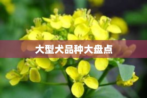 大型犬品种大盘点