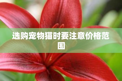 选购宠物猫时要注意价格范围