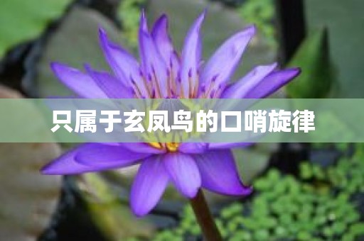 只属于玄凤鸟的口哨旋律