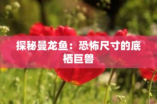 探秘曼龙鱼：恐怖尺寸的底栖巨兽