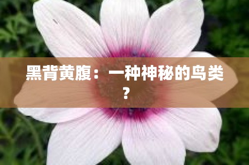 黑背黄腹：一种神秘的鸟类？