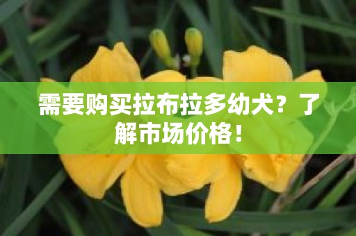 需要购买拉布拉多幼犬？了解市场价格！