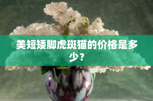 美短矮脚虎斑猫的价格是多少？