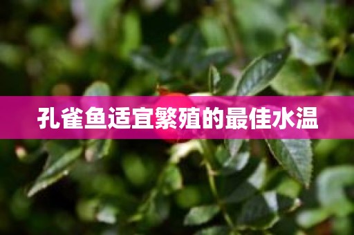 孔雀鱼适宜繁殖的最佳水温