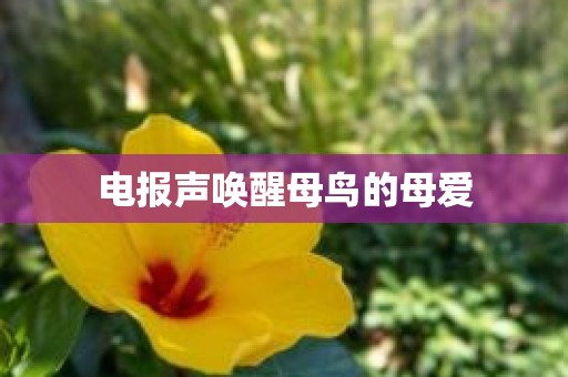 电报声唤醒母鸟的母爱