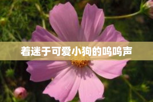 着迷于可爱小狗的呜呜声