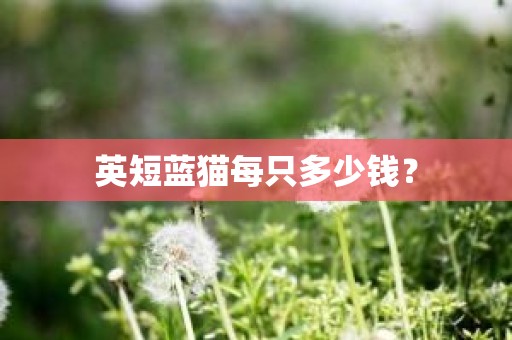 英短蓝猫每只多少钱？