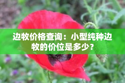 边牧价格查询：小型纯种边牧的价位是多少？