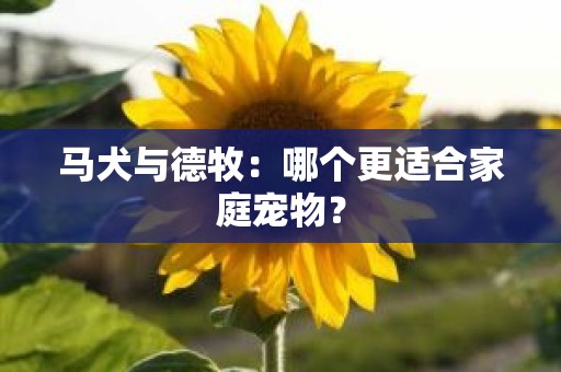 马犬与德牧：哪个更适合家庭宠物？