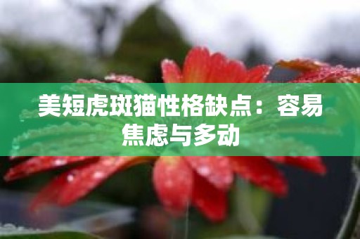 美短虎斑猫性格缺点：容易焦虑与多动