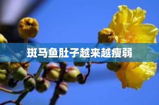 斑马鱼肚子越来越瘦弱