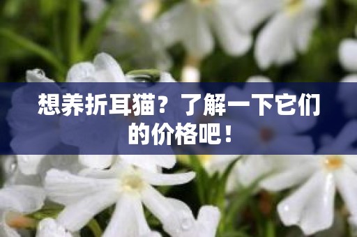 想养折耳猫？了解一下它们的价格吧！