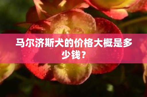 马尔济斯犬的价格大概是多少钱？