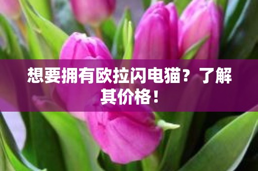 想要拥有欧拉闪电猫？了解其价格！