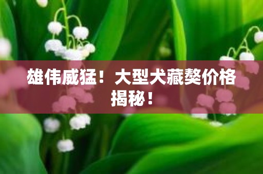 雄伟威猛！大型犬藏獒价格揭秘！