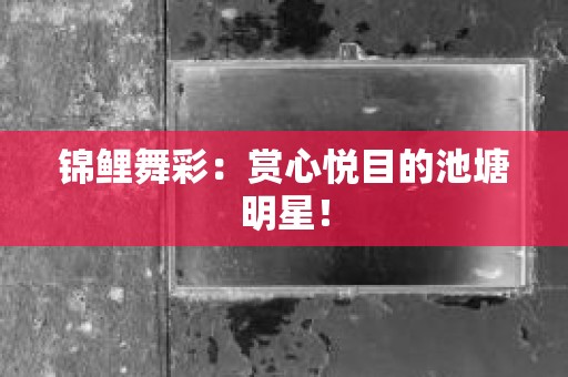 锦鲤舞彩：赏心悦目的池塘明星！