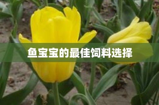 鱼宝宝的最佳饲料选择