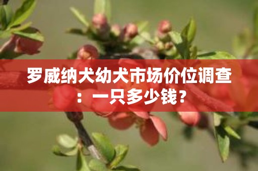 罗威纳犬幼犬市场价位调查：一只多少钱？