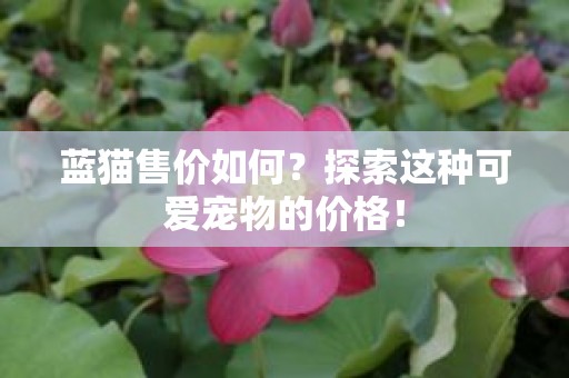 蓝猫售价如何？探索这种可爱宠物的价格！