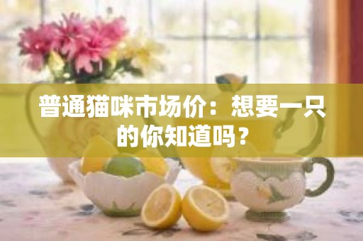 普通猫咪市场价：想要一只的你知道吗？